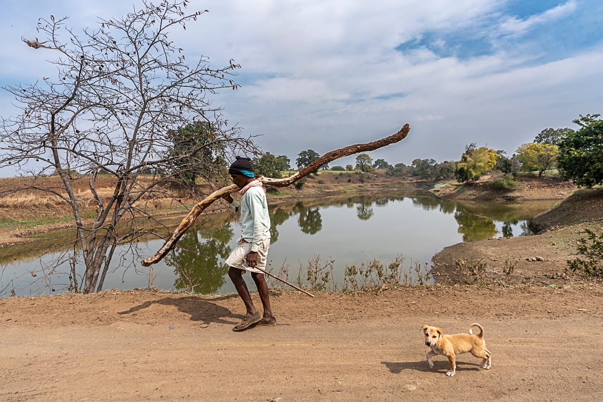 How the Wolves Were Tamed?